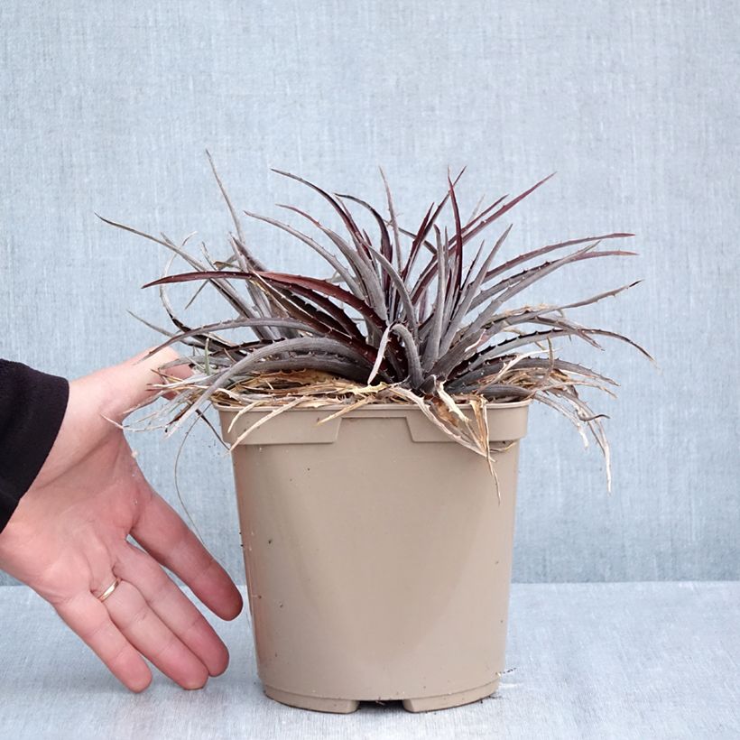 Spécimen de Dyckia Burgundy Ice - Broméliacée Pot de 3L/4L tel que livré en automne