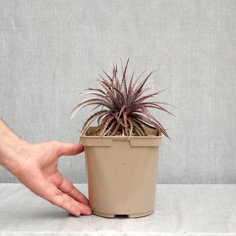 Spécimen de Dyckia Burgundy Ice - Broméliacée Pot de 3L/4L tel que livré en été