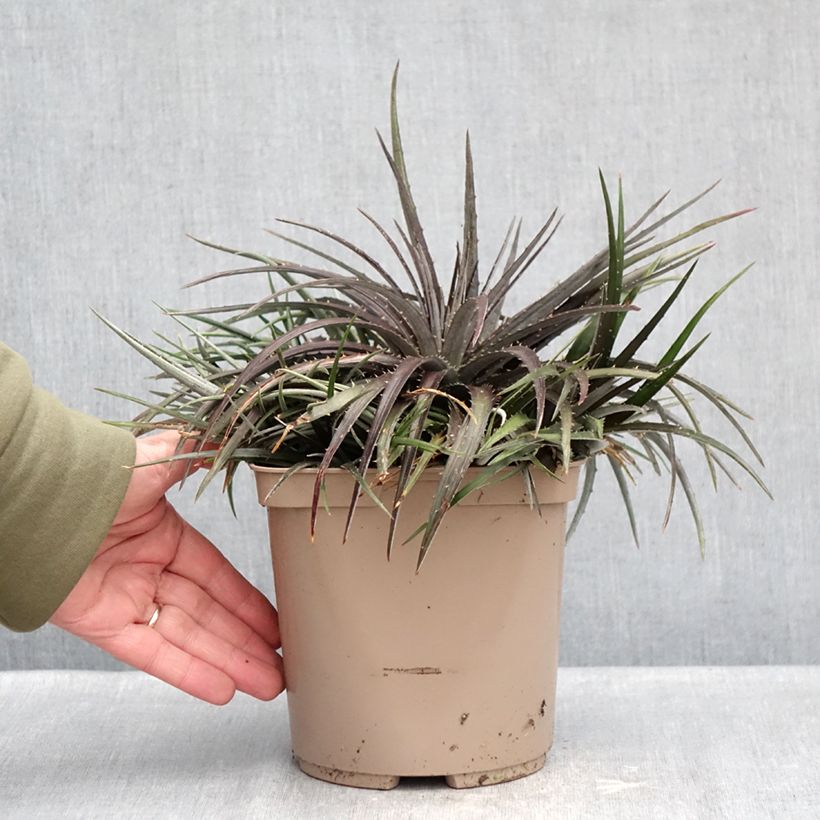 Spécimen de Dyckia Burgundy Ice - Broméliacée Pot de 3L/4L tel que livré en hiver