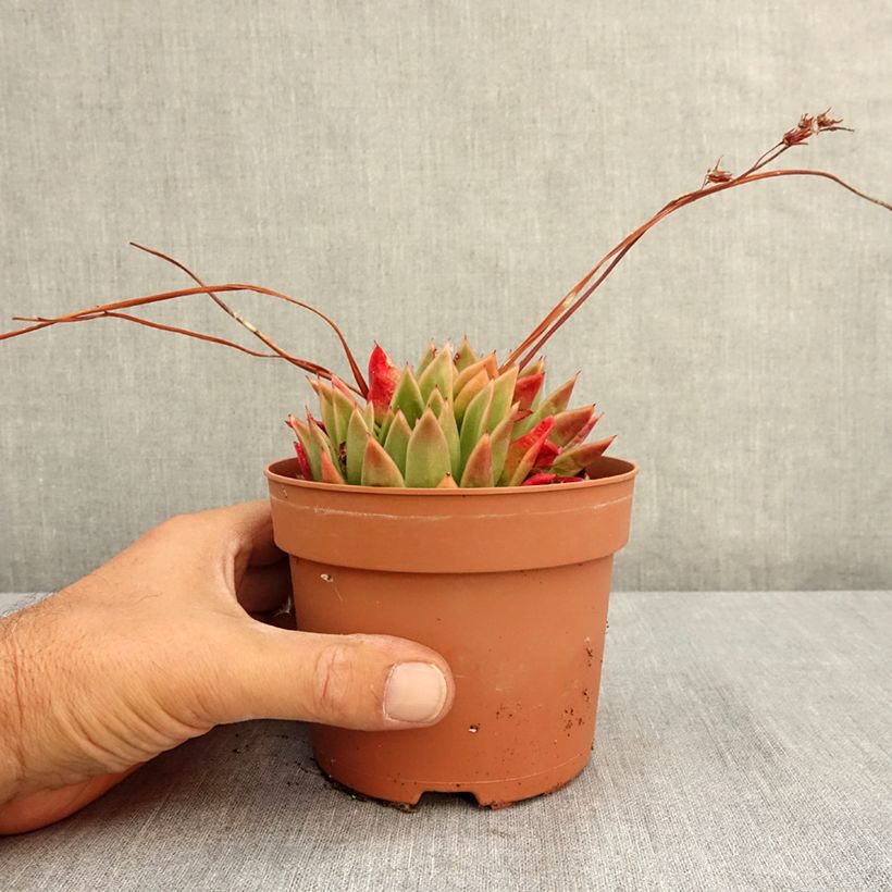 Spécimen de Echeveria agavoides Pot de 1L/1,5L tel que livré en été