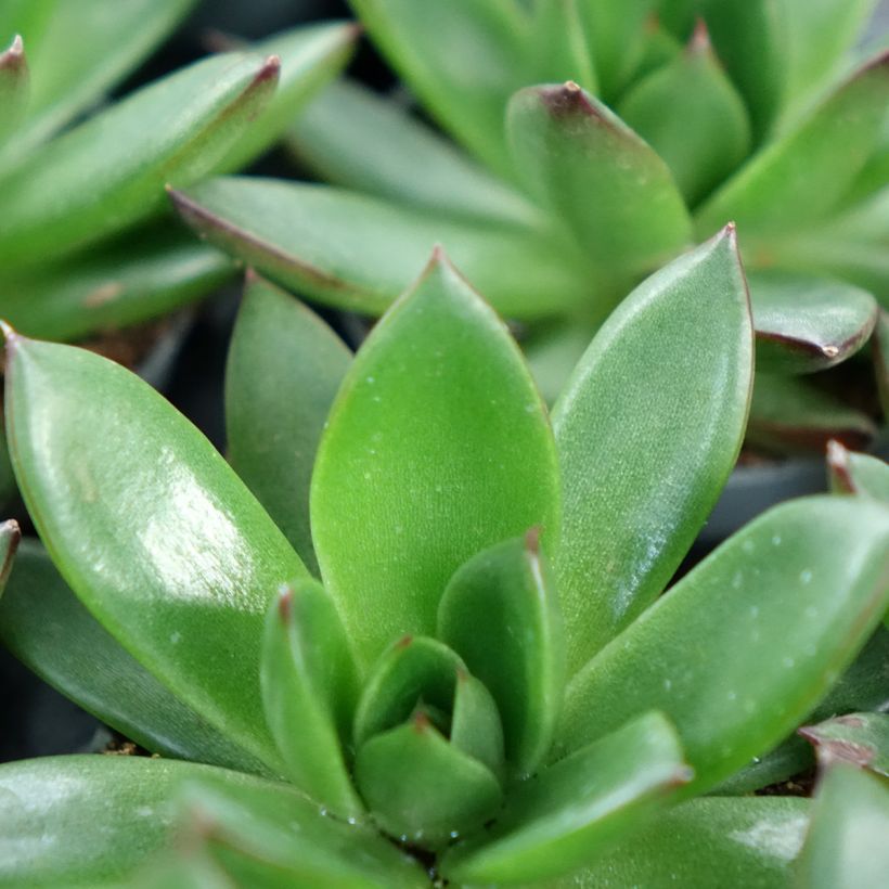 Echeveria agavoides Red Tip (Feuillage)