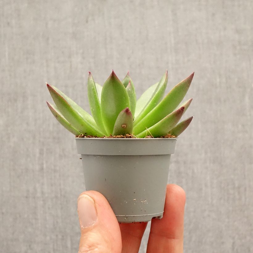 Spécimen de Echeveria agavoides Red Tip Mini-plante tel que livré au printemps