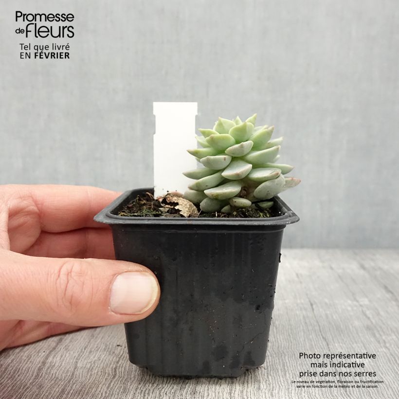 Echeveria derenbergii Vasetto da 8/9 cm esemplare consegnato in inverno