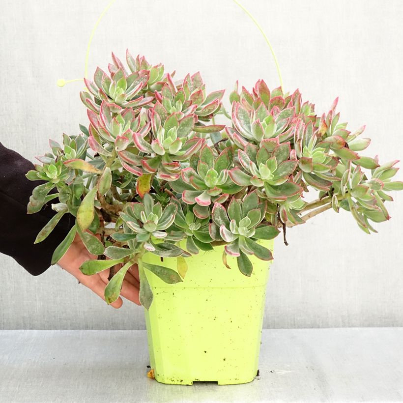 Spécimen de Echeveria hybride Devotion Pot de 3L/4L tel que livré en automne