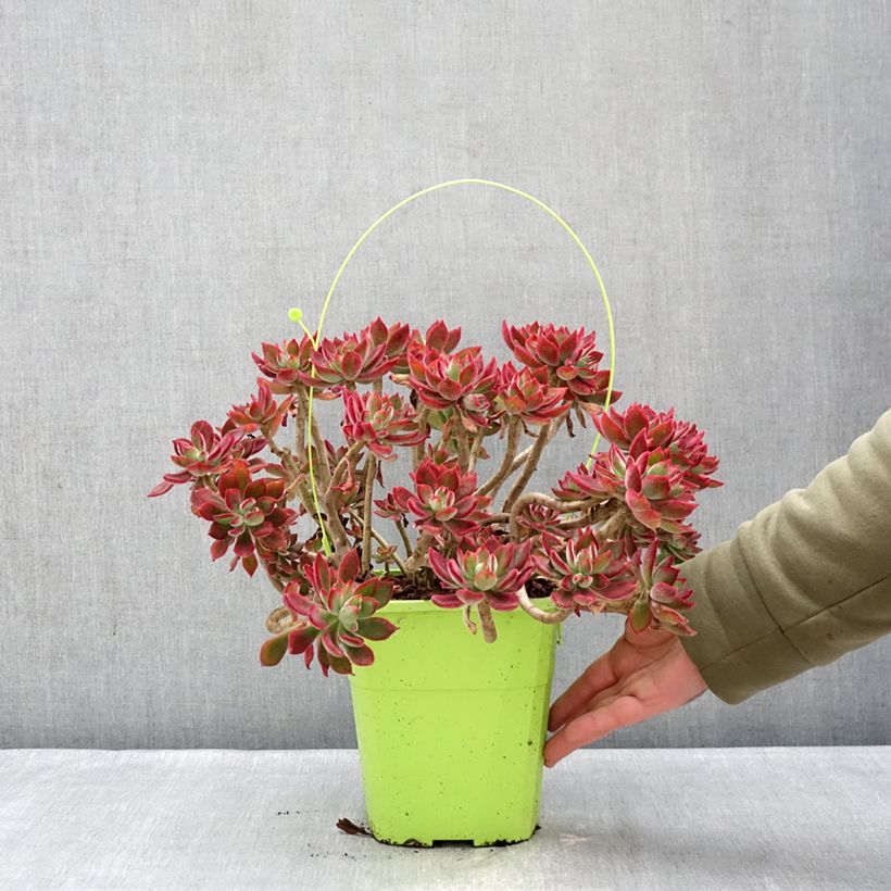 Spécimen de Echeveria hybride Devotion Pot de 3L/4L tel que livré en hiver