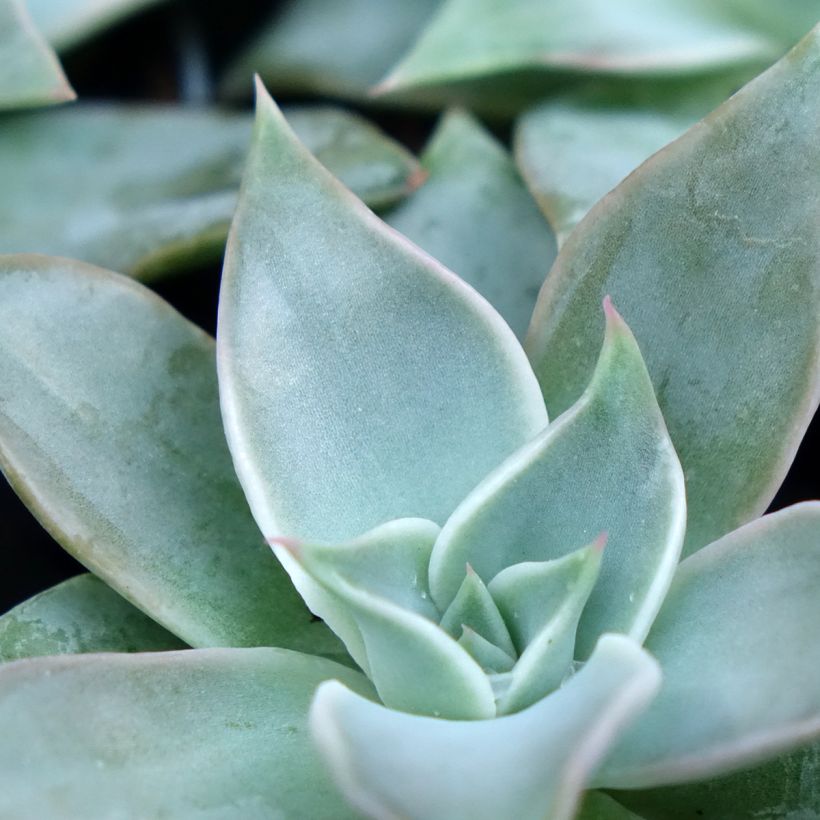 Echeveria Madiba (Feuillage)