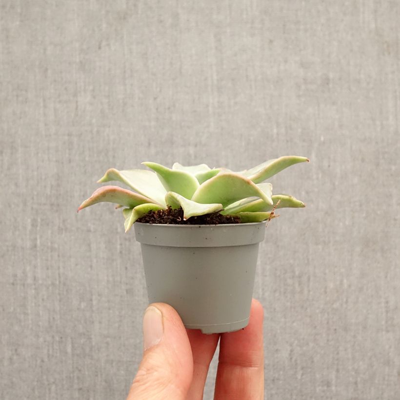 Spécimen de Echeveria Madiba Mini-plante tel que livré au printemps