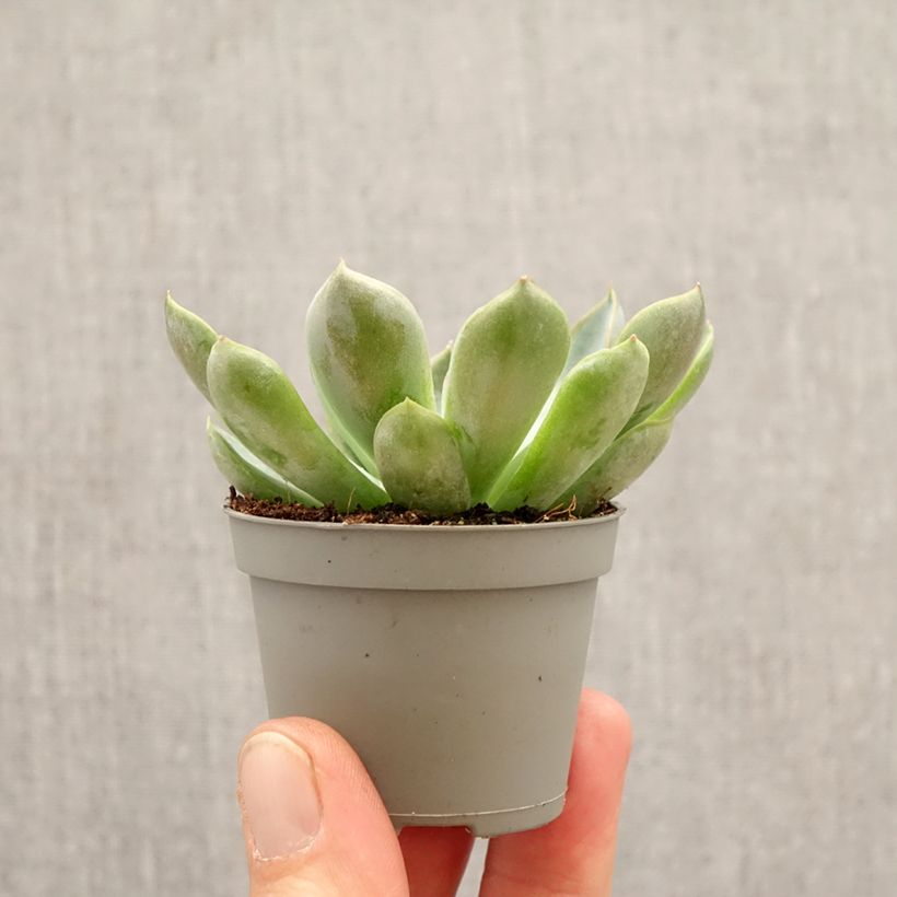 Spécimen de Echeveria Pink Edge Mini-plante tel que livré au printemps