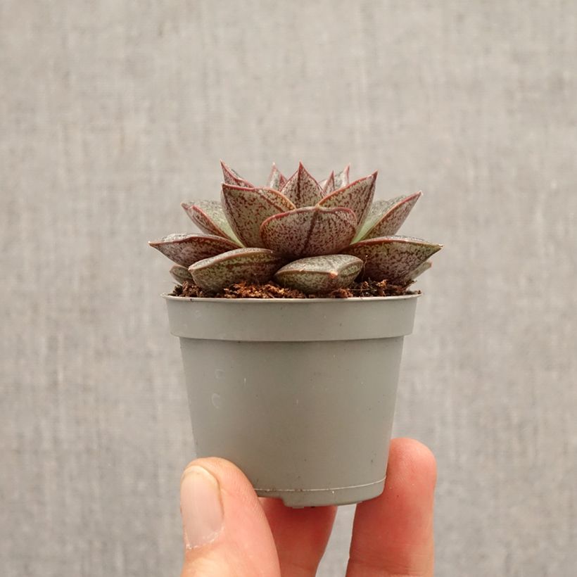 Spécimen de Echeveria purpusiorum Mini-plante tel que livré au printemps