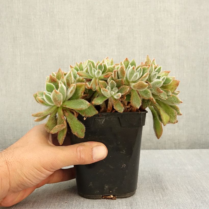 Spécimen de Echeveria setosa Pot de 1L/1,5L tel que livré en été