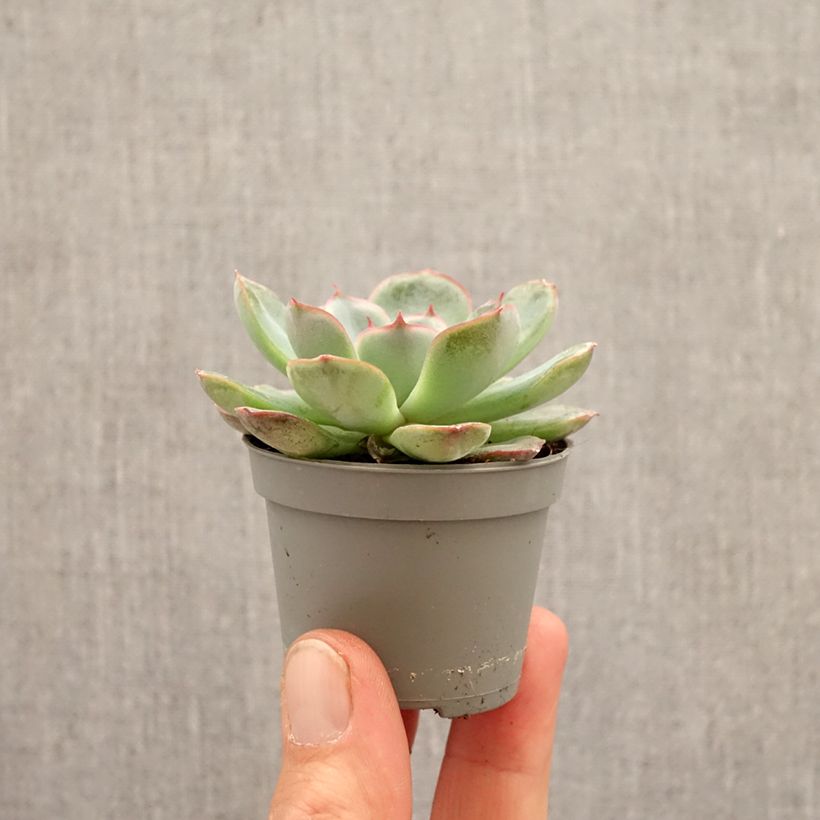 Spécimen de Echeveria Shira Mini-plante tel que livré au printemps