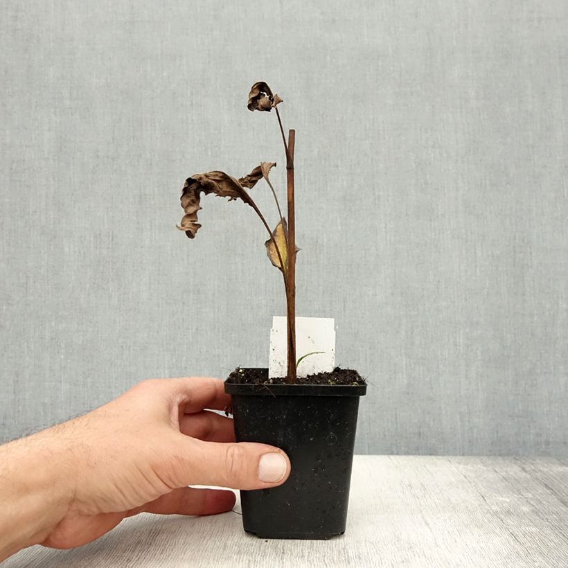 Spécimen de Echinacea Big Kahuna - Echinacée Godet de 8/9 cm tel que livré en automne