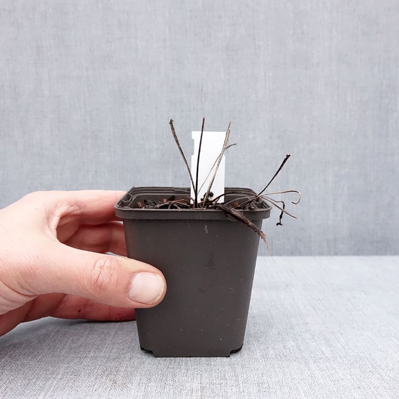 Echinacea purpurea Cheyenne Spirit Vasetto da 8/9 cm esemplare consegnato in inverno