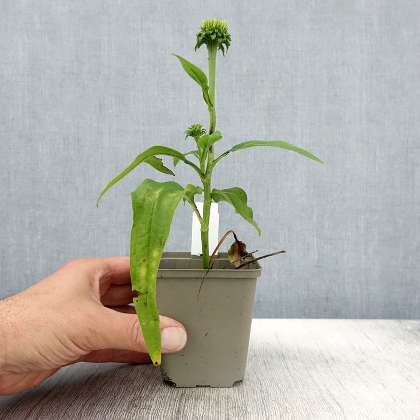 Spécimen de Echinacea Chiquita - Echinacée Godet de 8/9 cm tel que livré en automne