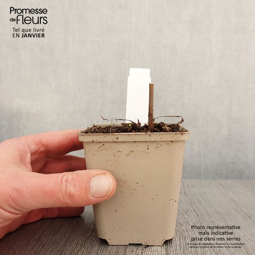 Spécimen de Echinacea Colourburst Orange - Echinacée Godet de 8/9 cm tel que livré en hiver