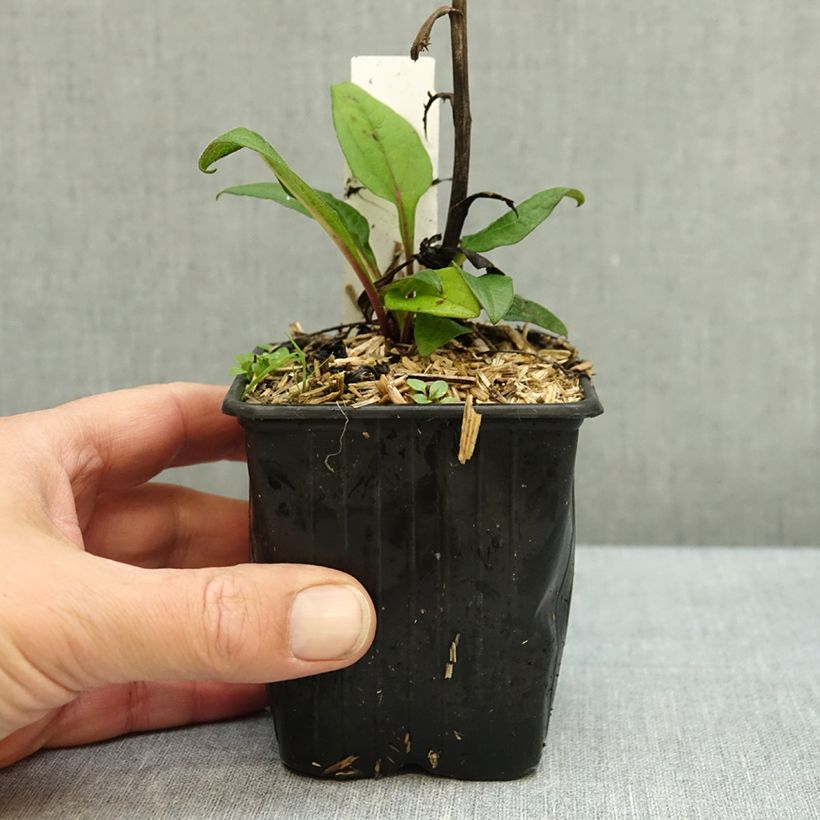 Spécimen de Echinacea Evolution Colorific - Echinacée Godet de 8/9 cm tel que livré en automne