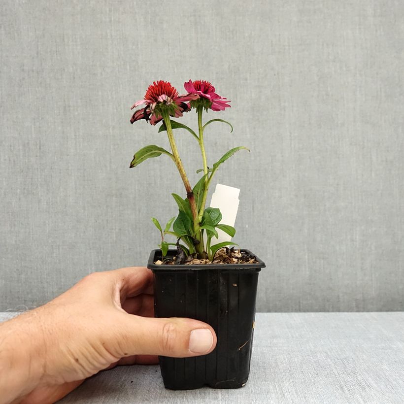 Spécimen de Echinacea Evolution Colorific - Echinacée Godet de 8/9 cm tel que livré en été