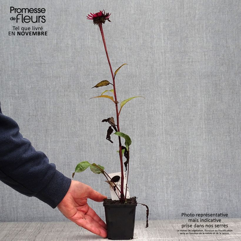 Spécimen de Echinacea Fatal Attraction - Echinacée Godet de 8/9 cm tel que livré en automne