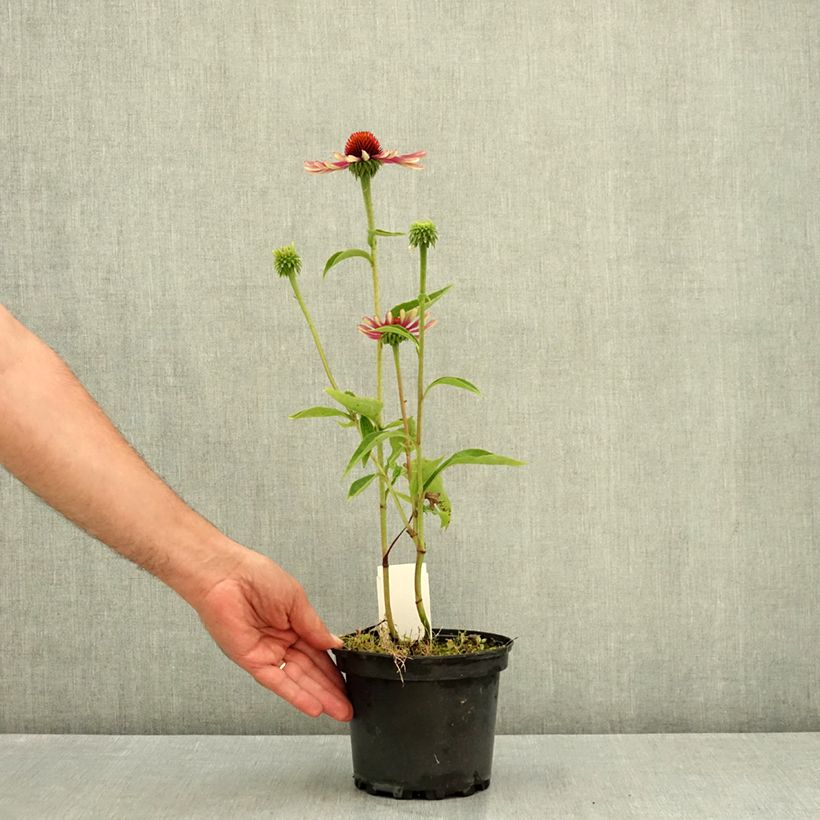 Spécimen de Echinacea Green Twister - Echinacée Pot de 1,5L/2L tel que livré en été