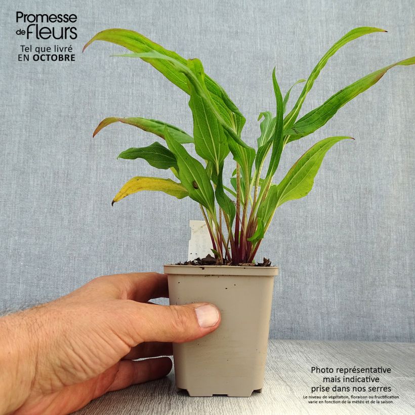 Spécimen de Echinacea Hot Papaya - Echinacée Godet de 8/9 cm tel que livré en automne