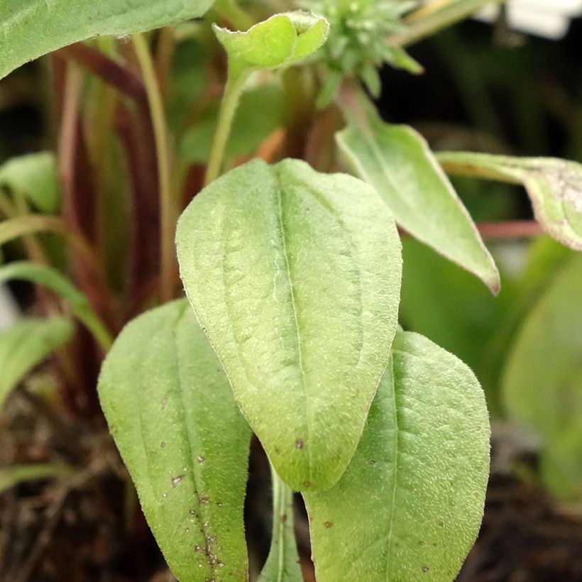 Echinacea Julia - Echinacée (Feuillage)