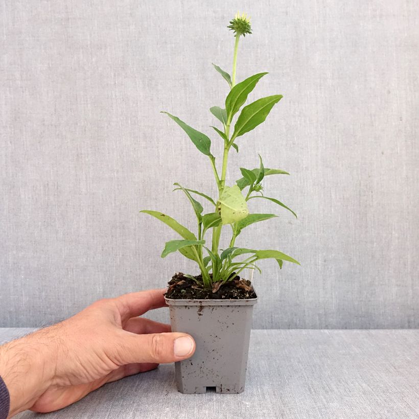 Spécimen de Echinacea Lakota Yellow - Echinacée Godet de 8/9 cm tel que livré en automne