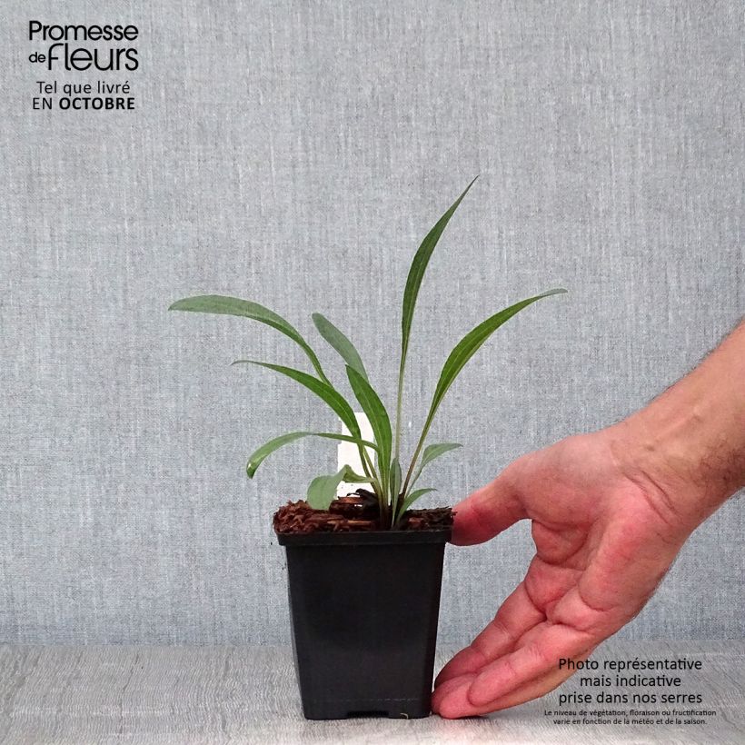 Spécimen de Echinacea pallida - Echinacée Godet de 8/9 cm tel que livré en automne
