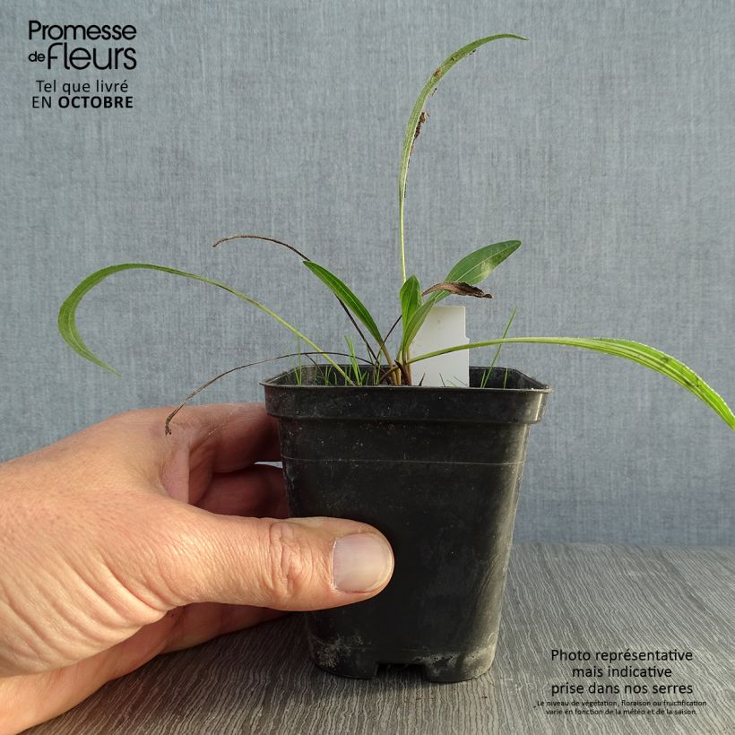 Spécimen de Echinacea pallida Hula Dancer Godet de 8/9 cm tel que livré en automne