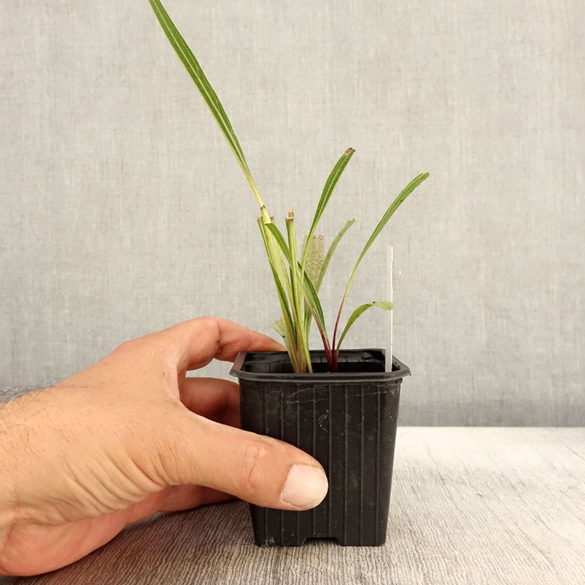 Spécimen de Echinacea paradoxa - Echinacée jaune Godet de 8/9 cm tel que livré en automne