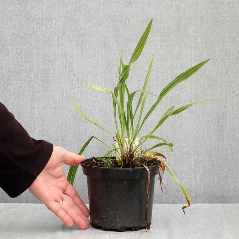 Spécimen de Echinacea paradoxa - Echinacée jaune Pot de 2L/3L tel que livré en automne