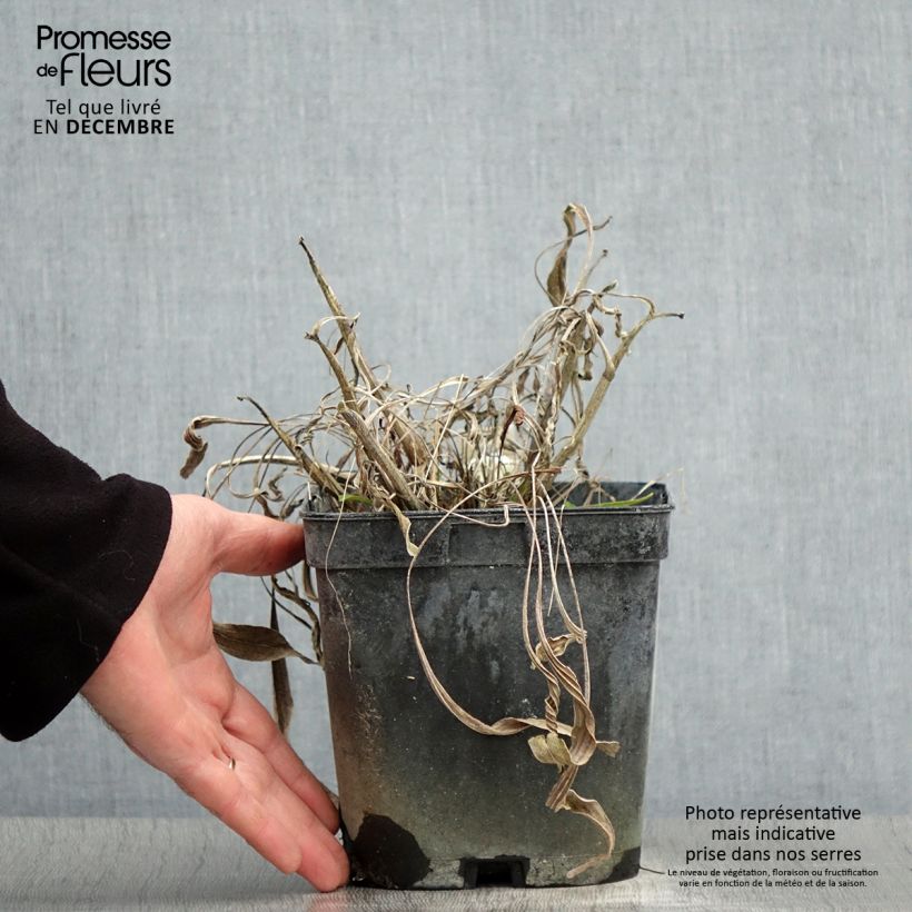 Spécimen de Echinacea paradoxa - Echinacée jaune Pot de 2L/3L tel que livré en hiver