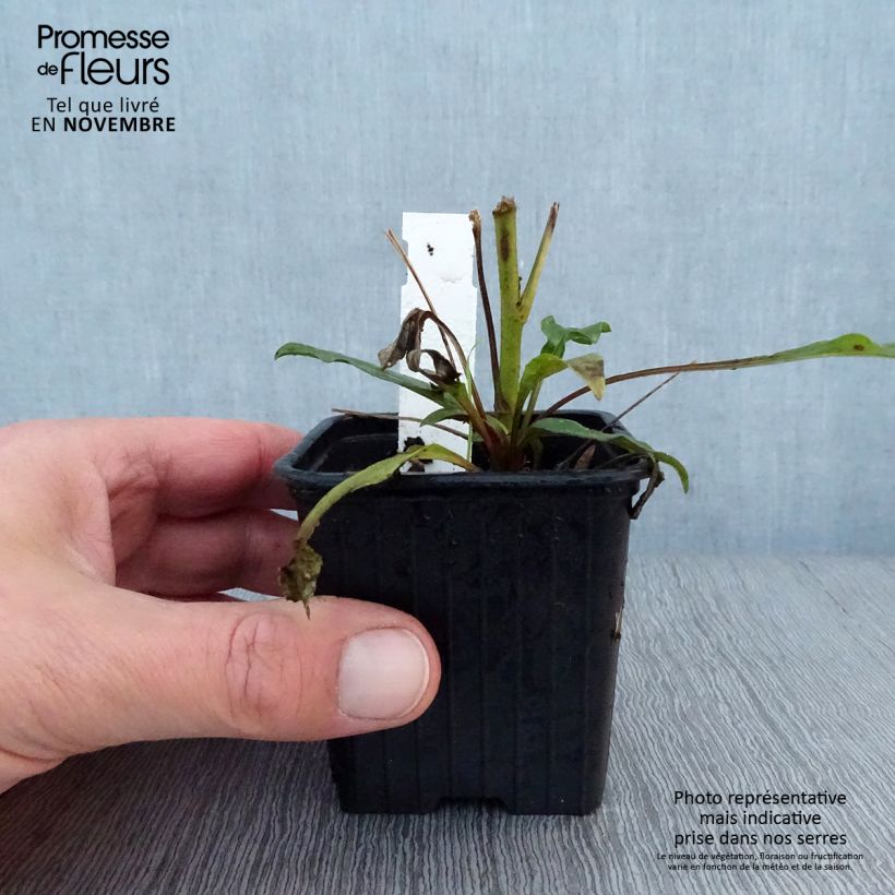 Spécimen de Echinacea Prima Ruby - Echinacée Godet de 8/9 cm tel que livré en automne