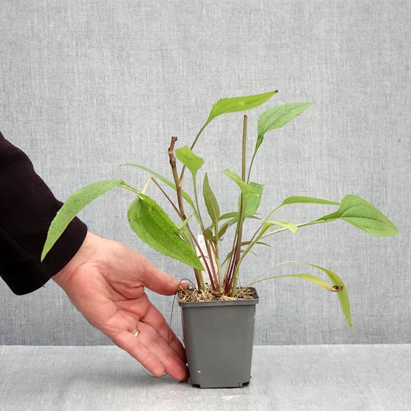 Spécimen de Echinacea purpurea Augustkönigin - Echinacée Godet de 8/9 cm tel que livré en automne