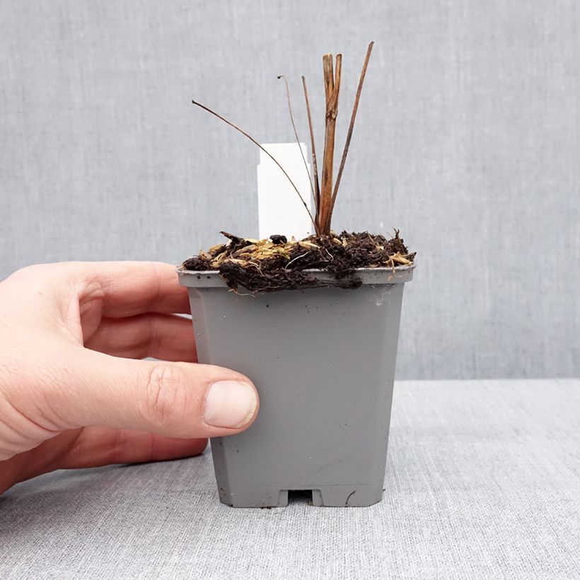 Spécimen de Echinacea purpurea Augustkönigin - Echinacée Godet de 8/9 cm tel que livré en hiver