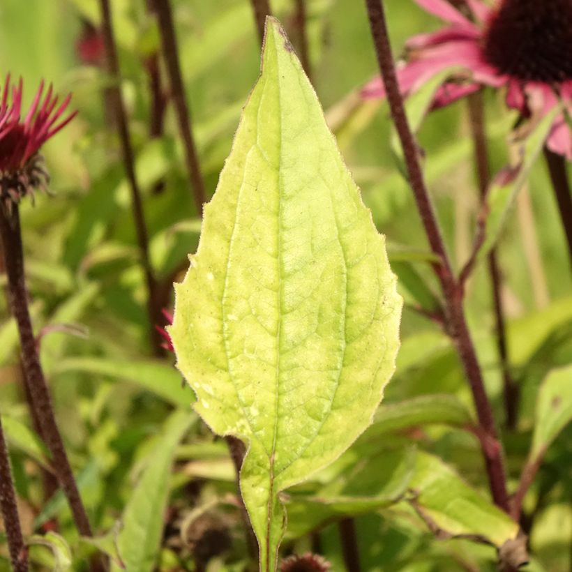 Echinacea purpurea Augustkönigin - Echinacée (Feuillage)