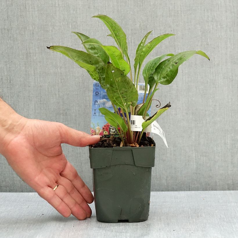 Spécimen de Echinacea purpurea Delicious Candy - Echinacée Pot de 1,5L/2L tel que livré en été