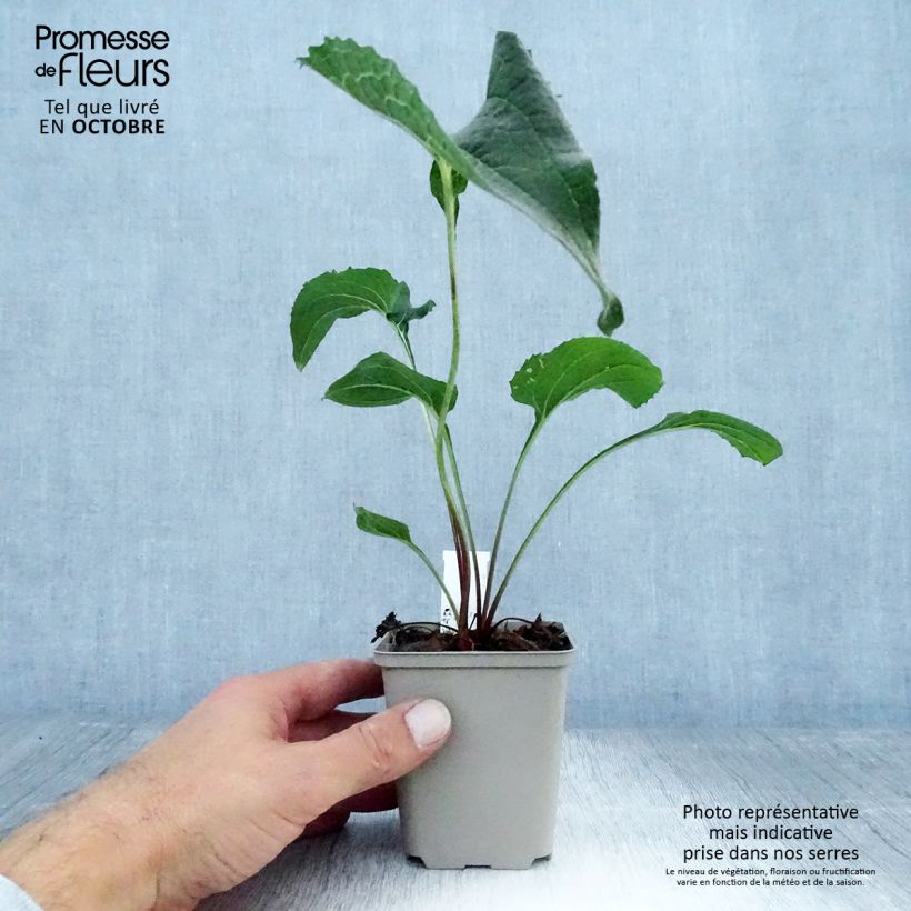Spécimen de Echinacea purpurea Double Decker Godet de 8/9 cm tel que livré en automne