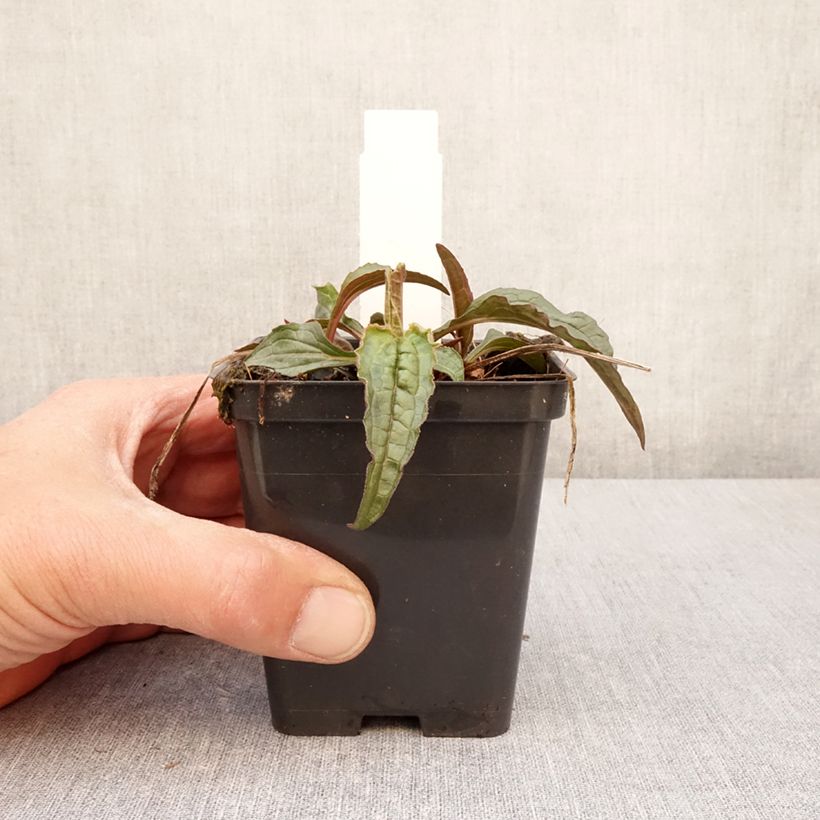 Amostra de Echinacea purpurea Espinoso Green Vaso de 8/9 cm tal como entregue na primavera