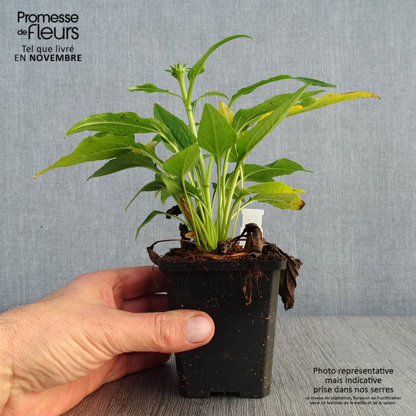 Spécimen de Echinacea purpurea Espinoso Yellow - Echinacée Godet de 8/9 cm tel que livré en automne