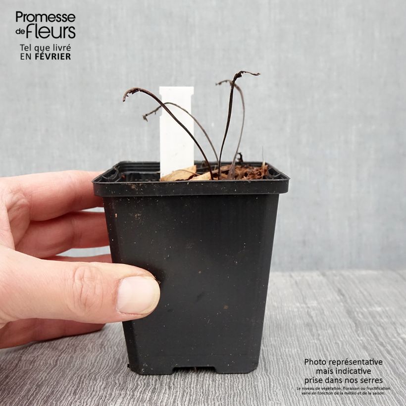 Exemplar von Echinacea purpurea Espinoso Yellow - Sonnenhut Kleine Töpfe von 8/9 cm wie im Winter geliefert