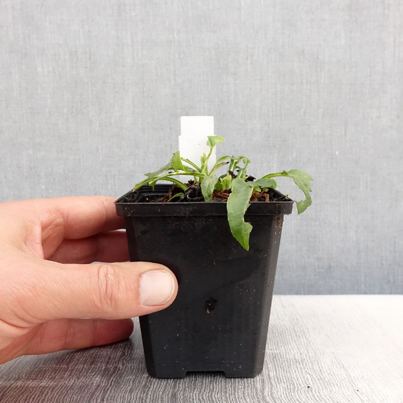 Amostra de Echinacea purpurea Espinoso Yellow Vaso de 8/9 cm tal como entregue na primavera