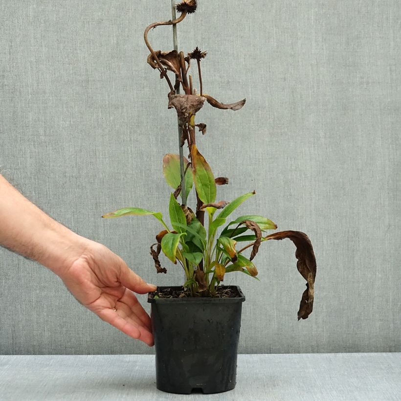 Spécimen de Echinacea purpurea Funky Yellow - Echinacée Pot de 2L/3L tel que livré en automne