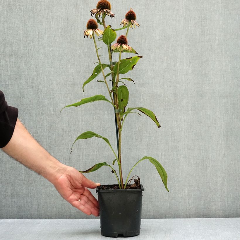 Spécimen de Echinacea purpurea Funky Yellow - Echinacée Pot de 2L/3L tel que livré en été