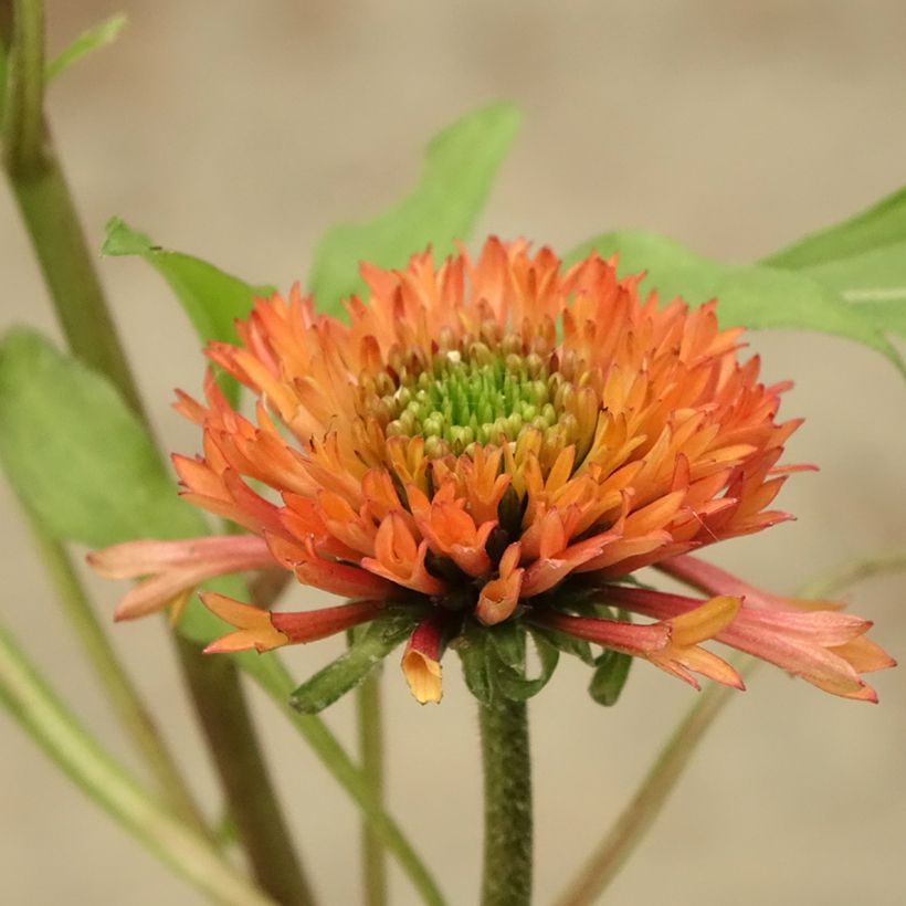 Echinacea purpurea Irresistible - Echinacée (Floraison)