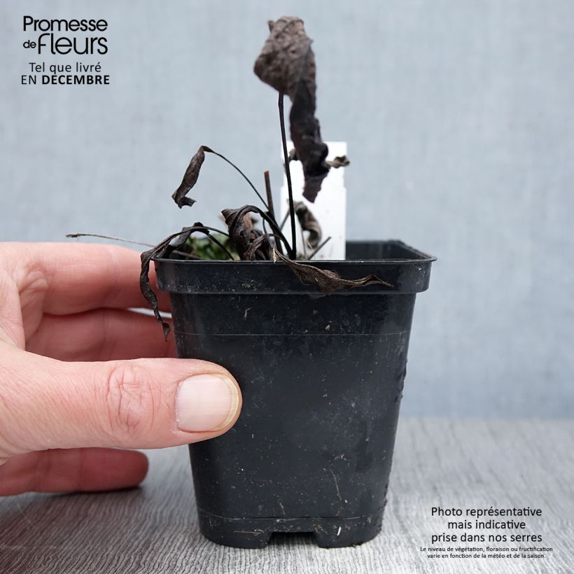 Spécimen de Echinacea purpurea Leuchtstern - Echinacée Godet de 8/9 cm tel que livré en automne