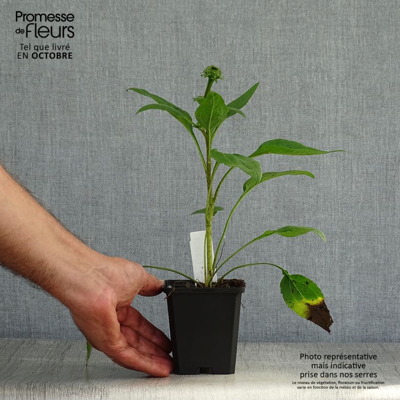 Spécimen de Echinacea purpurea Little Magnus - Echinacée Godet de 8/9 cm tel que livré en automne