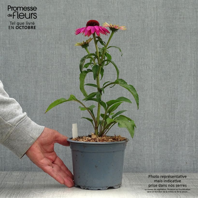 Spécimen de Echinacea purpurea Magnus - Echinacée Pot de 2L/3L tel que livré en automne