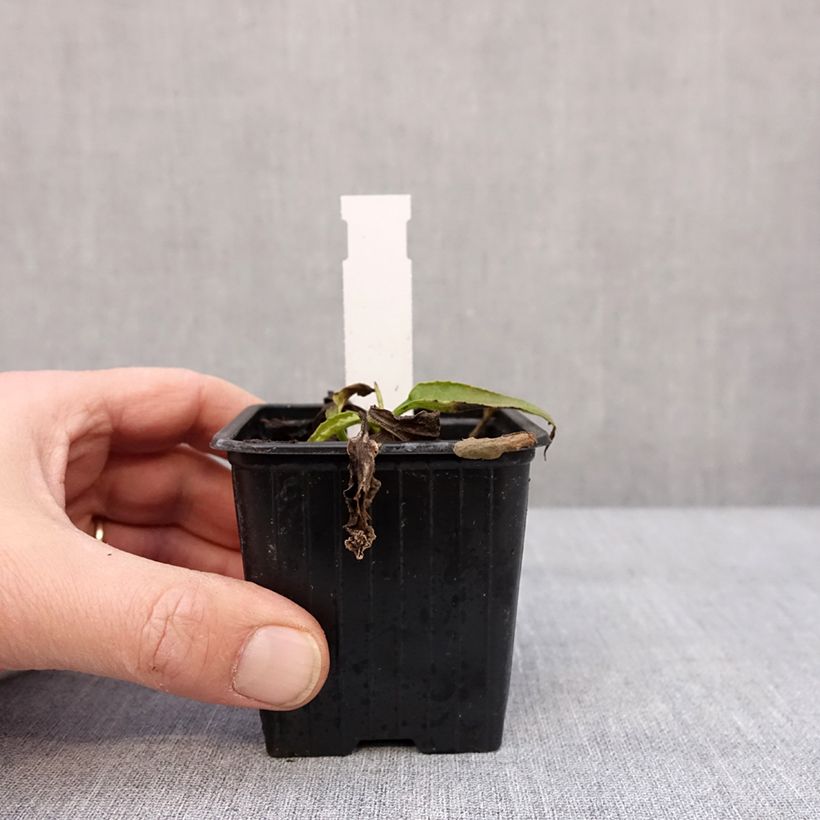 Spécimen de Echinacea purpurea Mellow Yellows - Echinacée Godet de 8/9 cm tel que livré en hiver