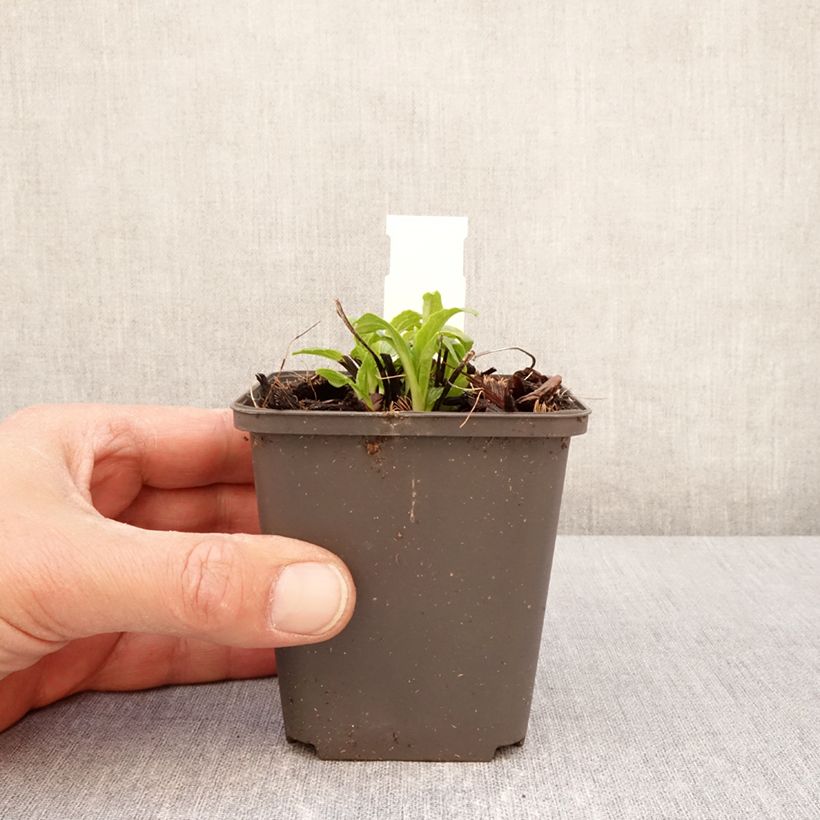 Amostra de Echinacea purpurea Milkshake Vaso de 8/9 cm tal como entregue na primavera