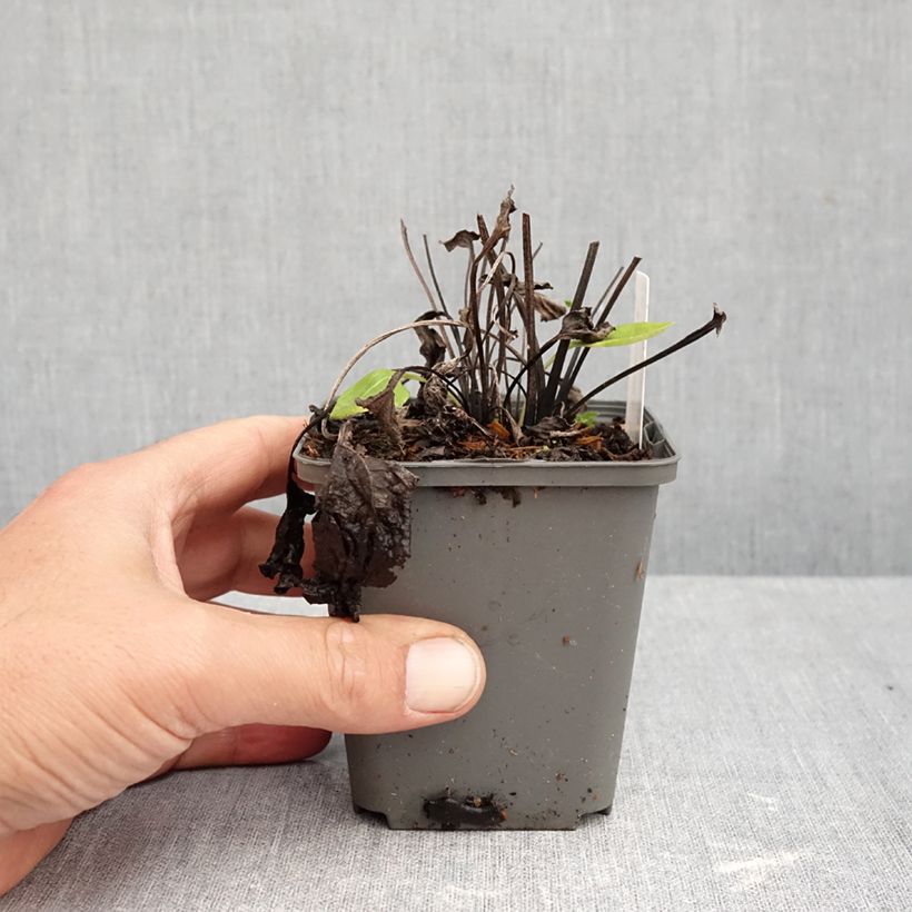 Spécimen de Echinacea purpurea Milkshake - Echinacée Godet de 8/9 cm tel que livré en automne
